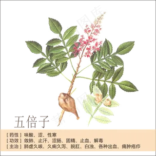 手绘草本中药药材五倍子