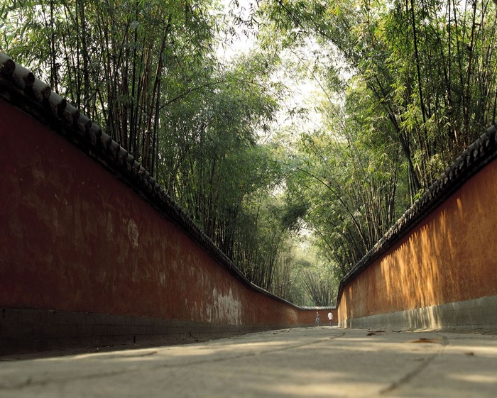 道路两边红墙外的竹林