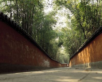 道路两边红墙外的竹林