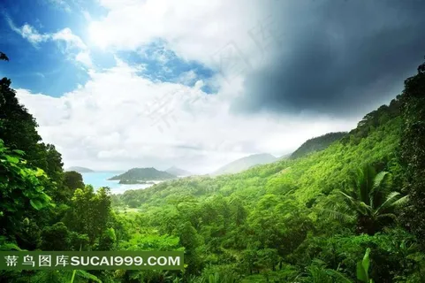 丛林系列 - 美丽茂密的丛林岛屿 丛林系列 - 美丽茂密的丛林岛屿