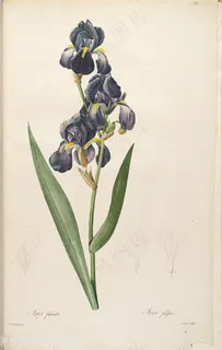 雷杜德原版高清唯美兰花花草图谱插画