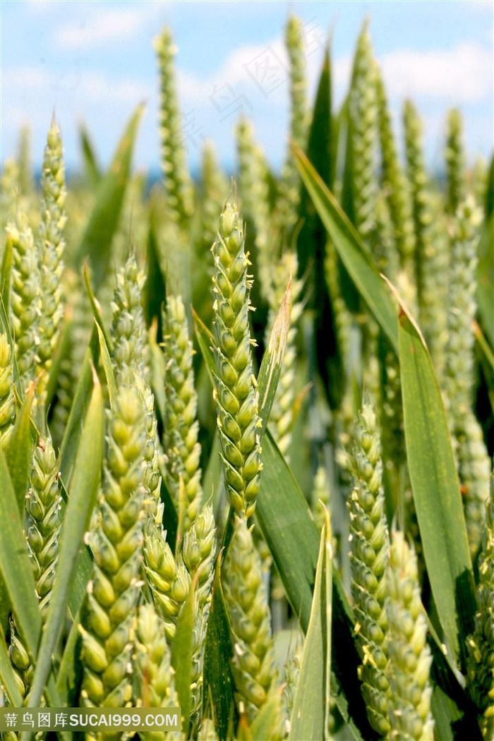 唯美食物小麦素材图片