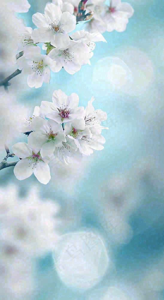 唯美清新白色鲜花，文艺新鲜浪漫情人节摄影图(816x1488)
