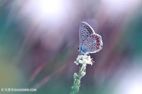 唯美蝴蝶鲜花高清图片 唯美蝴蝶鲜花高清图片