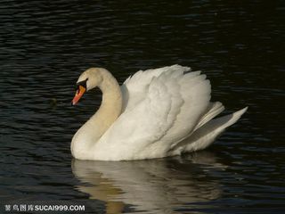 一只水中游的高清天鹅素材