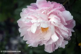 高清牡丹花特写鲜花摄影图片