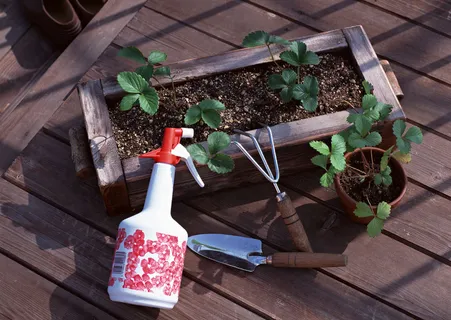 花园一角十三 花园一角十三