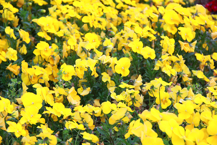 黄花背景绿叶黄花