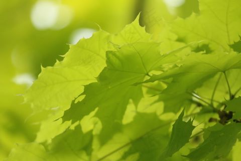 小清新绿色树叶图片