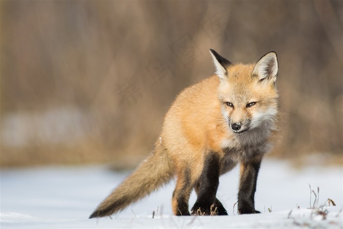唯美野生动物生气的狐狸图片