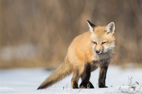 唯美野生动物生气的狐狸图片