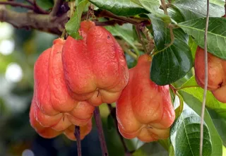 新鲜成熟的哥斯达黎加