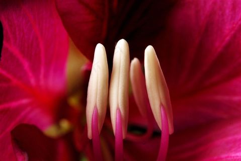 紫荆花高清图片