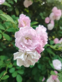 粉红色月季 粉红色月季