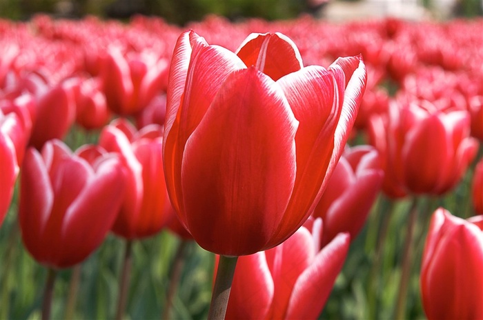 红色郁金香花海鲜花图片