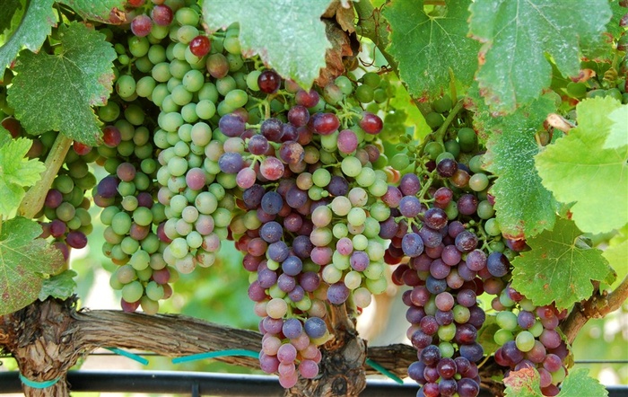 西班牙的葡萄