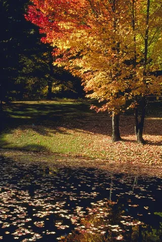 枫树边水面上漂浮的落叶