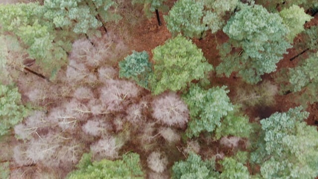 森林, 树木, 绿色, 木头, 季节, 冬天, 自然, 叶子