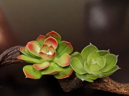 多肉植物唯美图片 多肉植物唯美图片