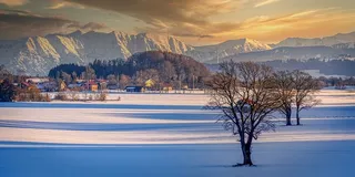 冬天白色背景风景大树