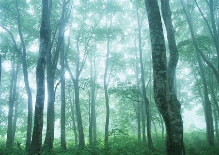树木风景景观图片素材 树木风景景观图片素材