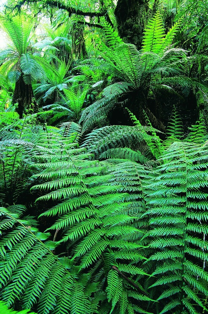 树林内的绿色植物