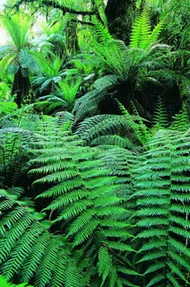 树林内的绿色植物