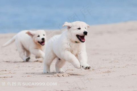 两只奔跑的小狗