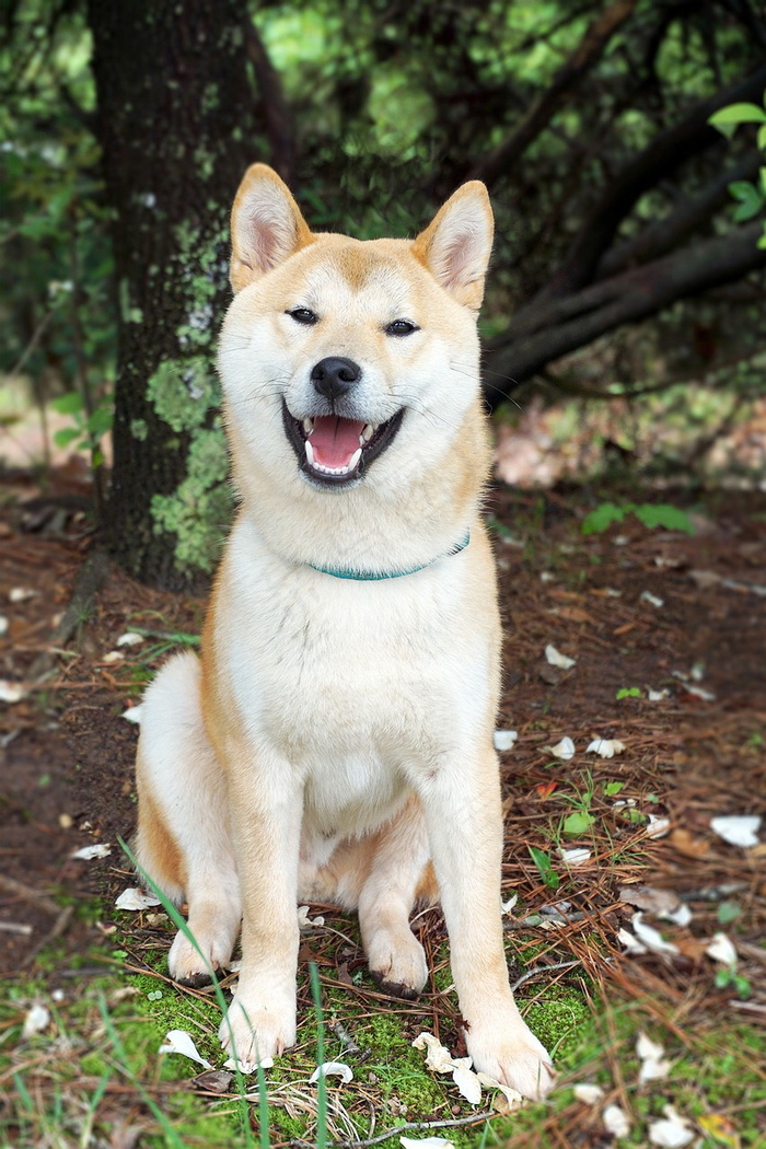 高清秋田犬图片