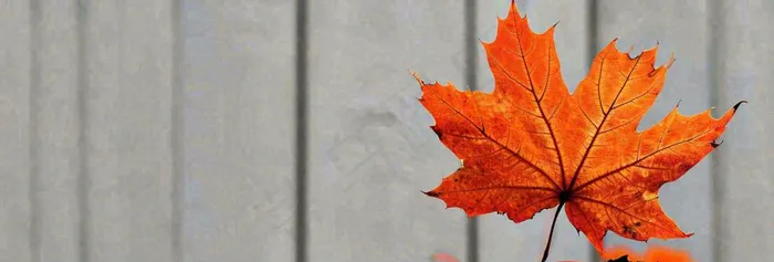 秋天红色秋叶简约特写，立秋秋分摄影图(1712x581)