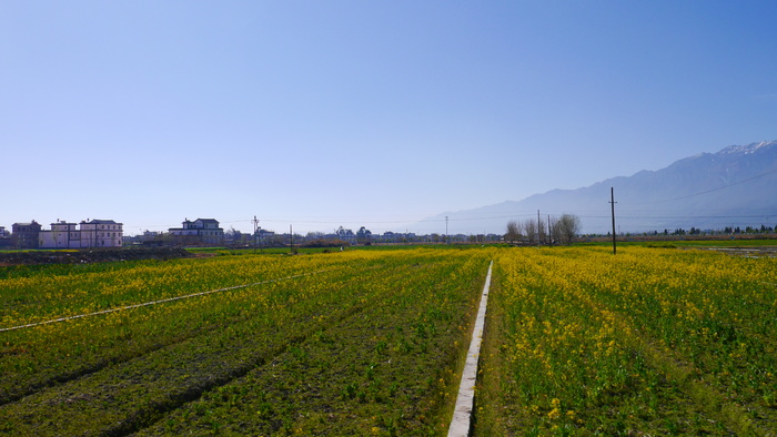 云南大理田园风光金黄色油菜花田