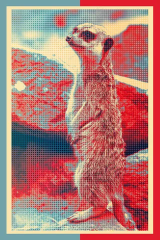 波普风格猫鼬艺术图片