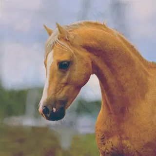 骏马眼中的淡淡感情