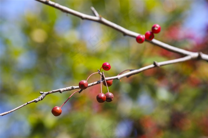 秋天唯美红色相思豆图