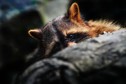 小幻熊    小幻熊