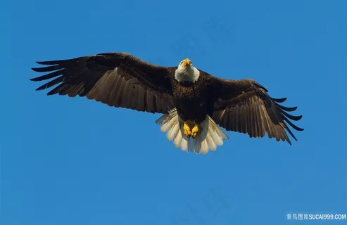在空中飞的老鹰鸟图片 在空中飞的老鹰鸟图片