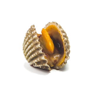 螺贝类带壳类(79)海鲜超市商品红酒白底图免抠实物摄影png格式图片透明底