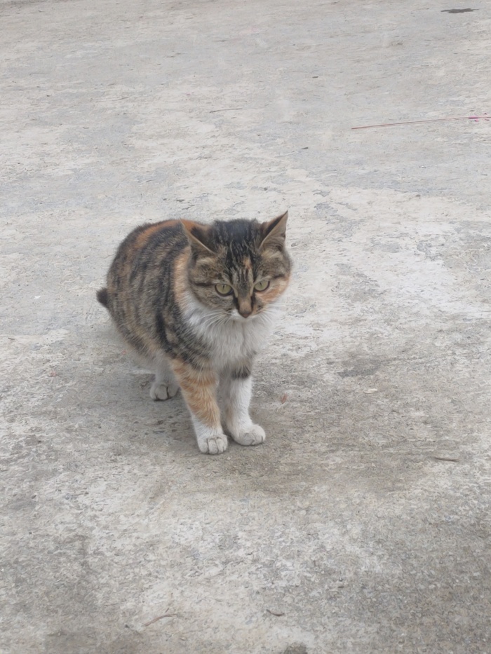 猫咪喵星人