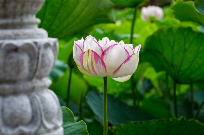 池塘中洁白的荷花鲜花图片