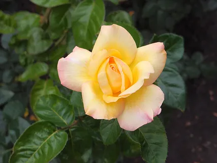 花朵 花束 植物 素材 (127) 花朵 花束 植物 素材 (127)