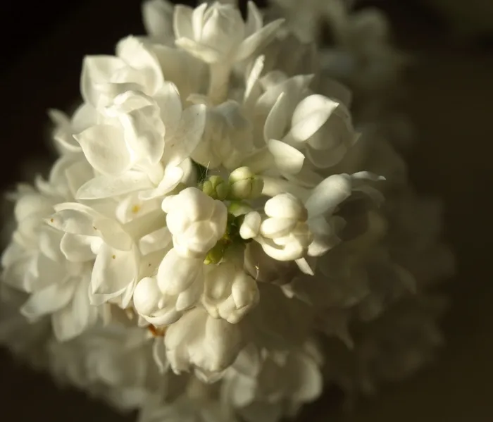 白色微距丁香花图片