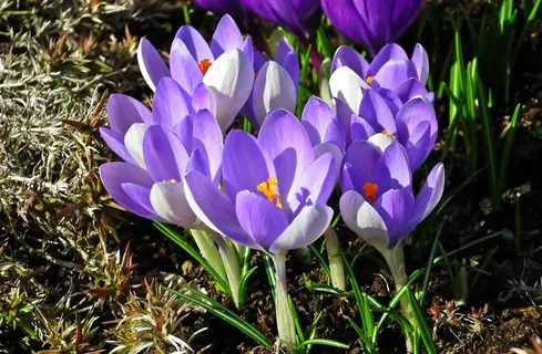 紫色番红花鲜花图片 紫色番红花鲜花图片