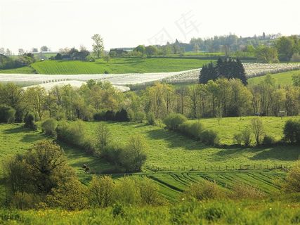 orchard 果园风光