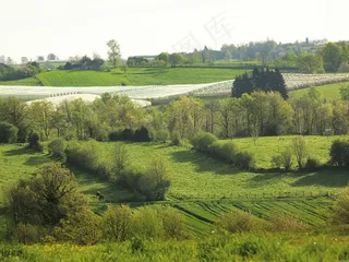 orchard 果园风光