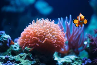 海洋生物鱼珊瑚摄影图