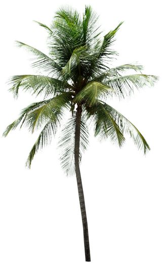 高清树木素材 免抠PSD植物素材 美术绘画园林贴图 树草灌木花草