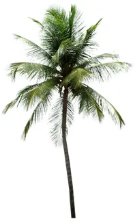 高清树木素材 免抠PSD植物素材 美术绘画园林贴图 树草灌木花草 高清树木素材 免抠PSD植物素材 美术绘画园林贴图 树草灌木花草