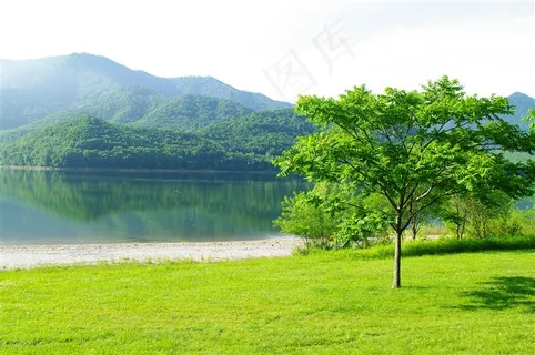 湖边绿色草地和绿树摄影图片 湖边绿色草地和绿树摄影图片