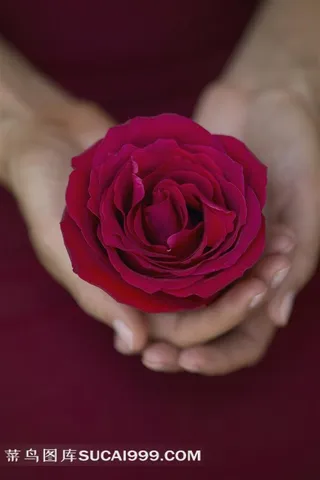 双手捧这一朵盛开的玫瑰花