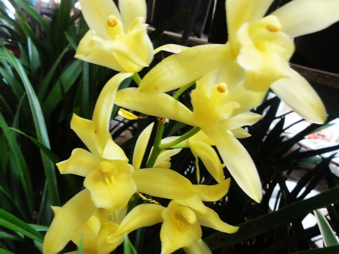 黄色剑兰花图片